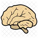Brain Human Organ Mind Icon