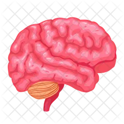 Brain  Icon