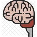 Brain Human Anatomy Icon