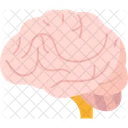 Brain Human Neurology Icon