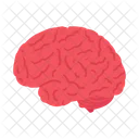 Brain Internal Organ Mind Icon