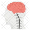 Brain Anatomy Internal Organ Brain Structure Icon