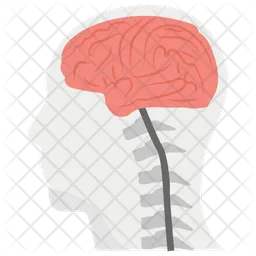 Brain Anatomy  Icon