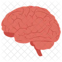 Brain  Icon