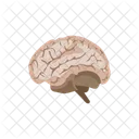 Brain Mind Idea Icon