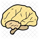 Brain Human Organ Mind Icon