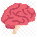 Anatomy Organ Biology Icon
