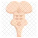 Anatomy Organ Biology Icon