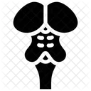 Brain Stem  Icon