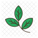 Branch Leafage Icon
