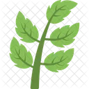 Branch Leaves Leaf Icon