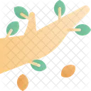 Branch  Icon