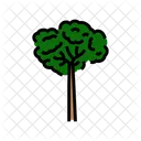 Brazil Nut Tree Icon