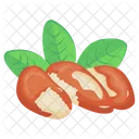 Brazil Nuts  Icon