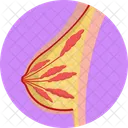 Breast  Icon