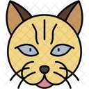 British Longhair Cat Fluffy Round Face Icon