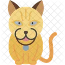 British Longhair Cat Fluffy Round Face Icon