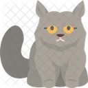 British Longhair Kitten  Symbol