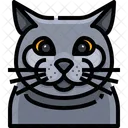British Shorthair Cat Cat Face Icon