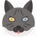 British Shorthair Cat Round Face Plush Coat Icon