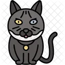 British Shorthair Cat Round Face Plush Coat Icon
