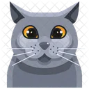 British Shorthair  Icon