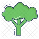 Broccoli Organic Vegetable Icon