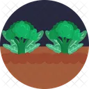Bio Food And Agriculture Broccoli Vegetable Icon