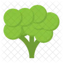 Broccoli Vegetable Healthy Icon