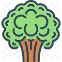 Broccoli  Icon
