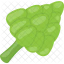 Brocoli  Icône