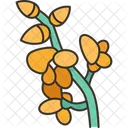 Broom Flower Floral Icon
