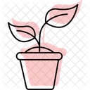 Brotar Em Vaso Brotar Vaso Ícone