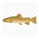 Brown Trout Icon
