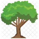 Buckthorn Tree  Icon