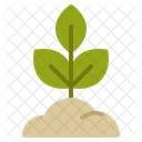 Photosynthesis Development Soil Icon