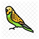 Budgerigar Parakeet Bird Icône