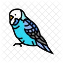 Budgerigar Parrot  Icon