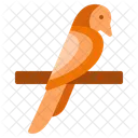 Seagull Woodpecker Poutry Icon
