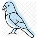 Budgie Bird Pet Icon