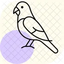 Budgie Bird Pet Icon
