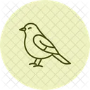 Bülbül  Symbol