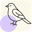 Bulbul Bird Songbird Icon