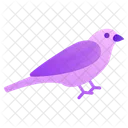 Bullfinch Finch Rooster Icon