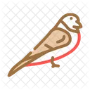 Bullfinch Icon