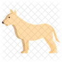 Bullterrier  Icon