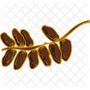 Bunch Of Dates Arabian Muslim Icon