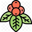 Bunchberry Berries  Icon
