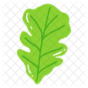 Leaf Ash Leaf Beech Leaf Icon