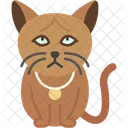 Burma Katze Goldene Augen Glatt Symbol